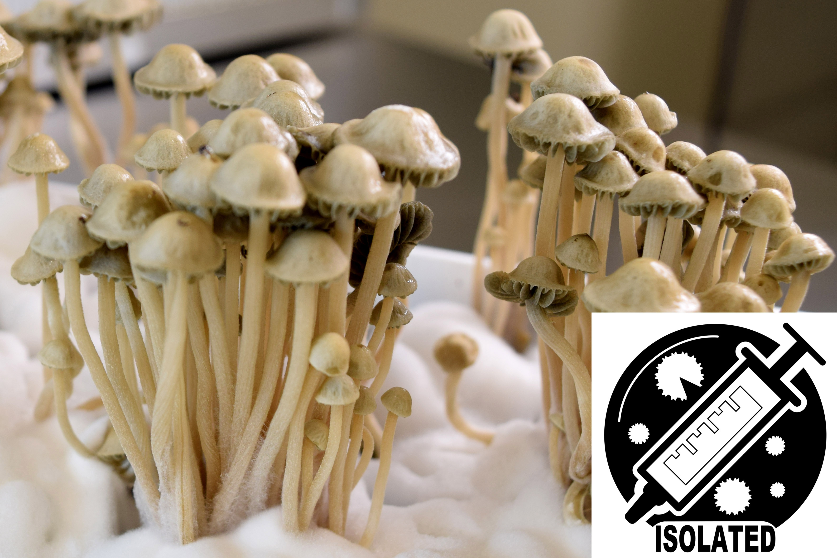 Panaeolus (Copelandia) cyanescens : Jamaican Spore Isolate Syringe